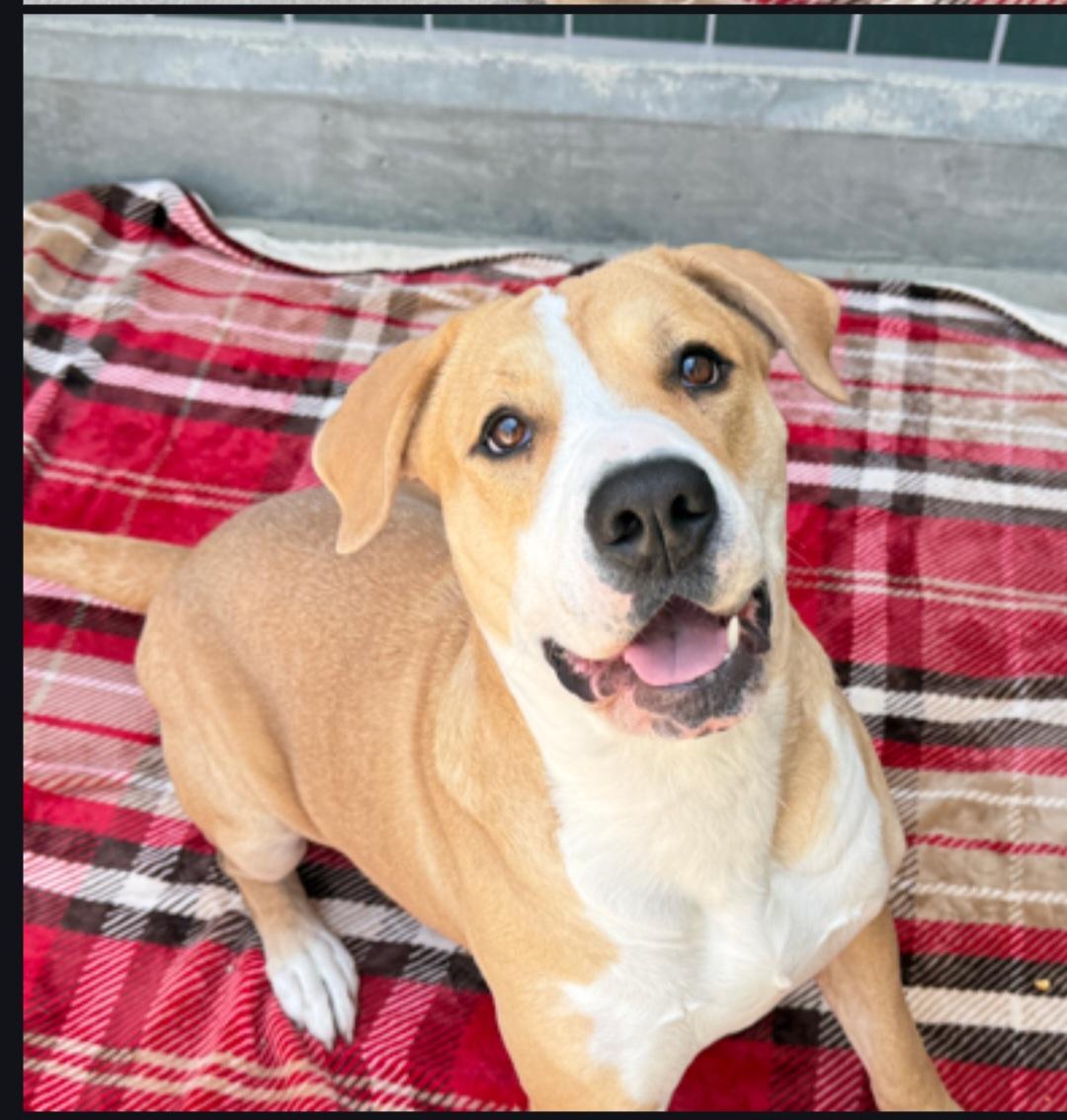 Hera, Adoptable, Adult Female American Staffordshire Terrier.