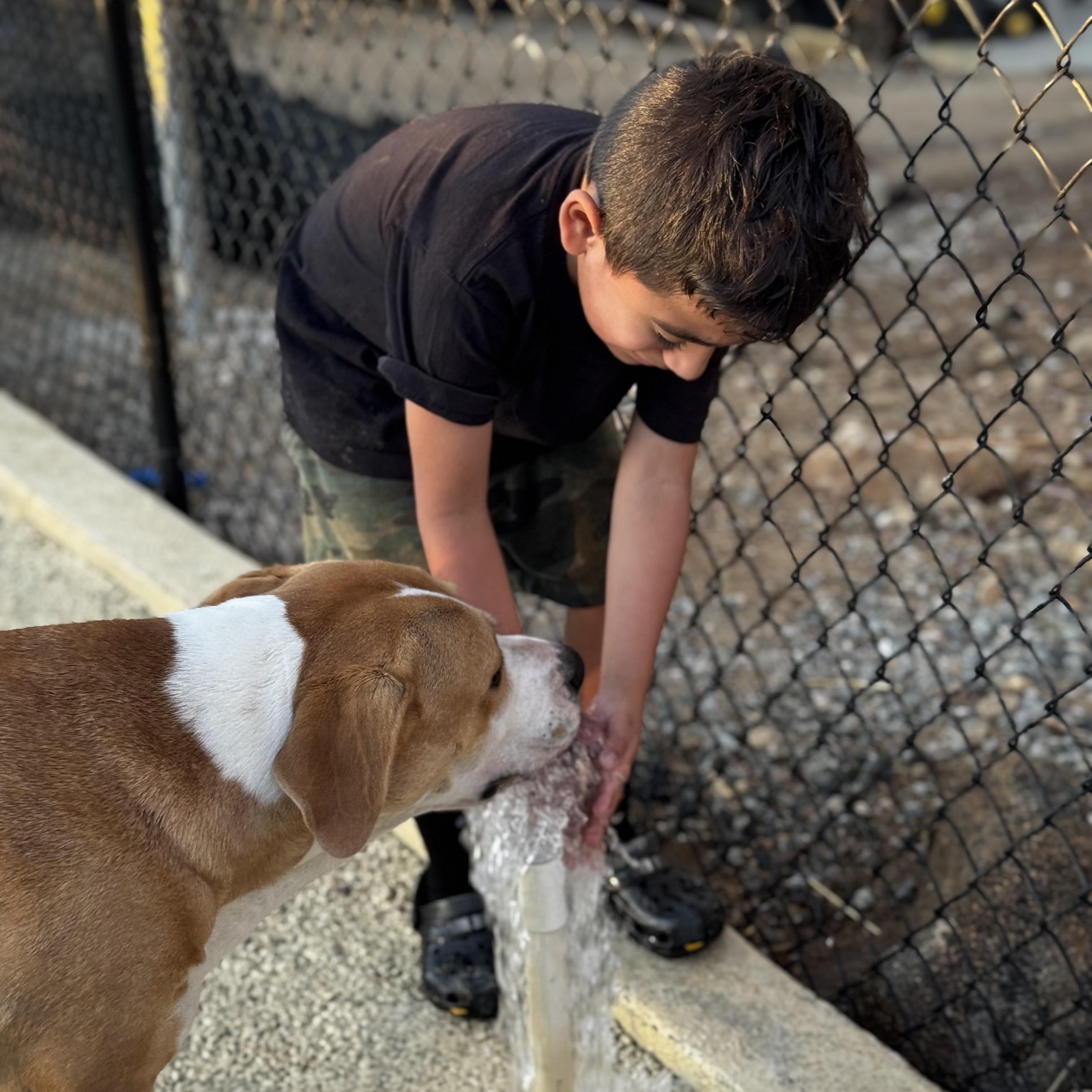 Hera, a Adoptable mixed breed in Santa Maria, CA image 5/6