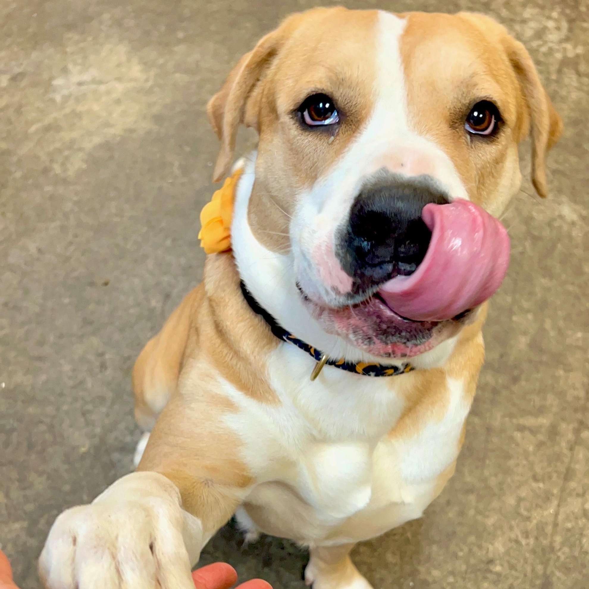 Hera, a Adoptable mixed breed in Santa Maria, CA image 3/6