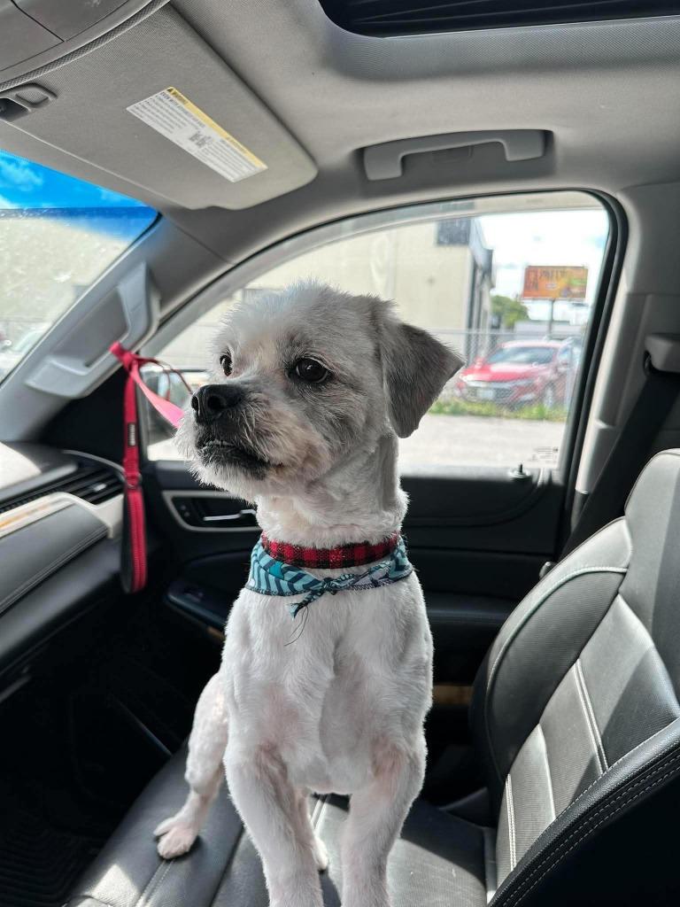 Enlarge Brantley, a Adoptable mixed breed in Toronto, ON image 2/3