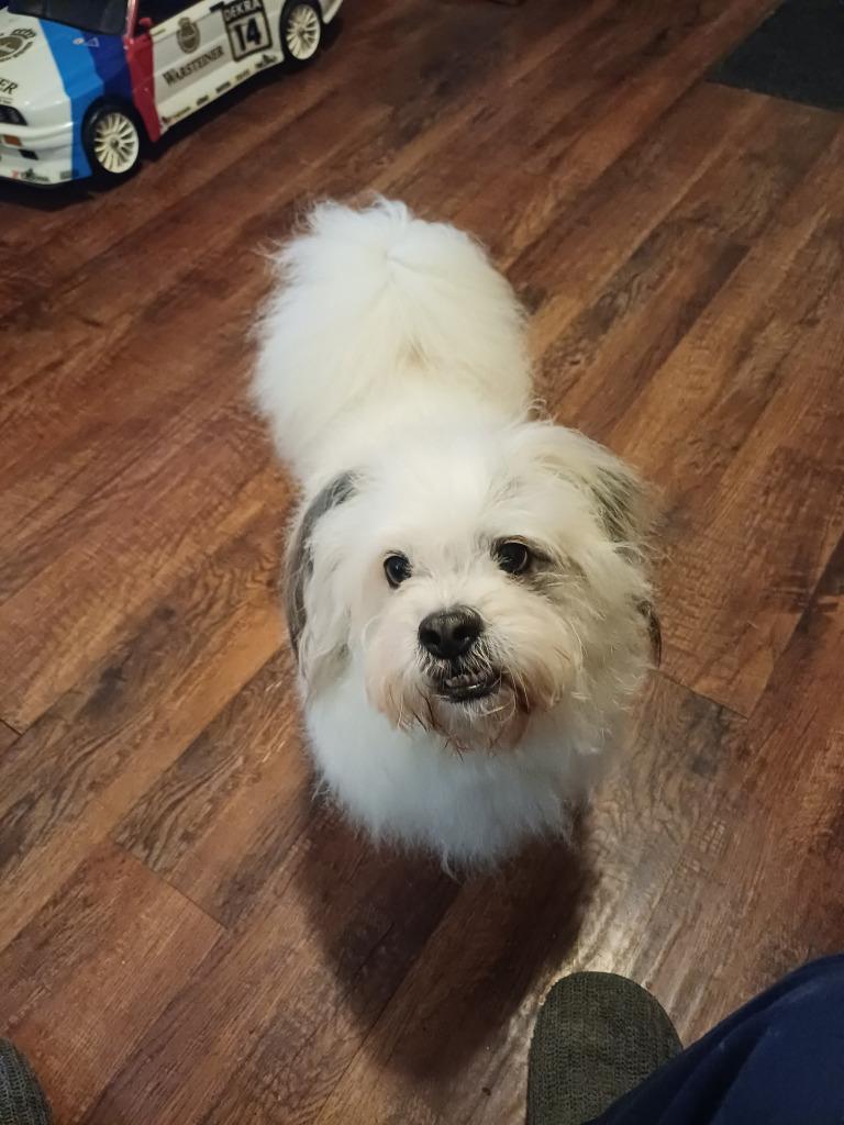 Enlarge Brantley, a Adoptable mixed breed in Toronto, ON image 3/3