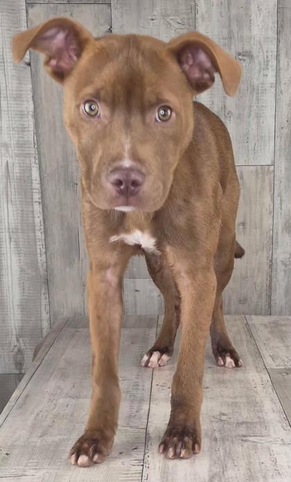 Enlarge Toffee, a Adoptable mixed breed in Shreveport, LA image 1/3