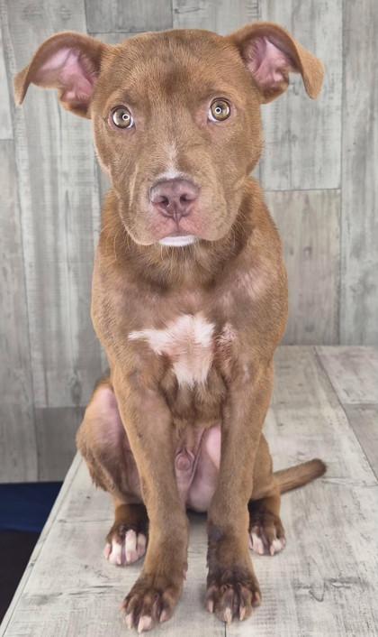 Enlarge Toffee, a Adoptable mixed breed in Shreveport, LA image 2/3