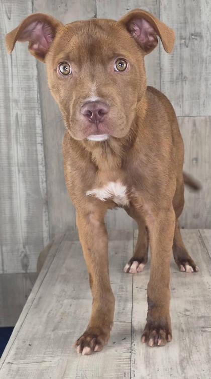 Enlarge Toffee, a Adoptable mixed breed in Shreveport, LA image 3/3