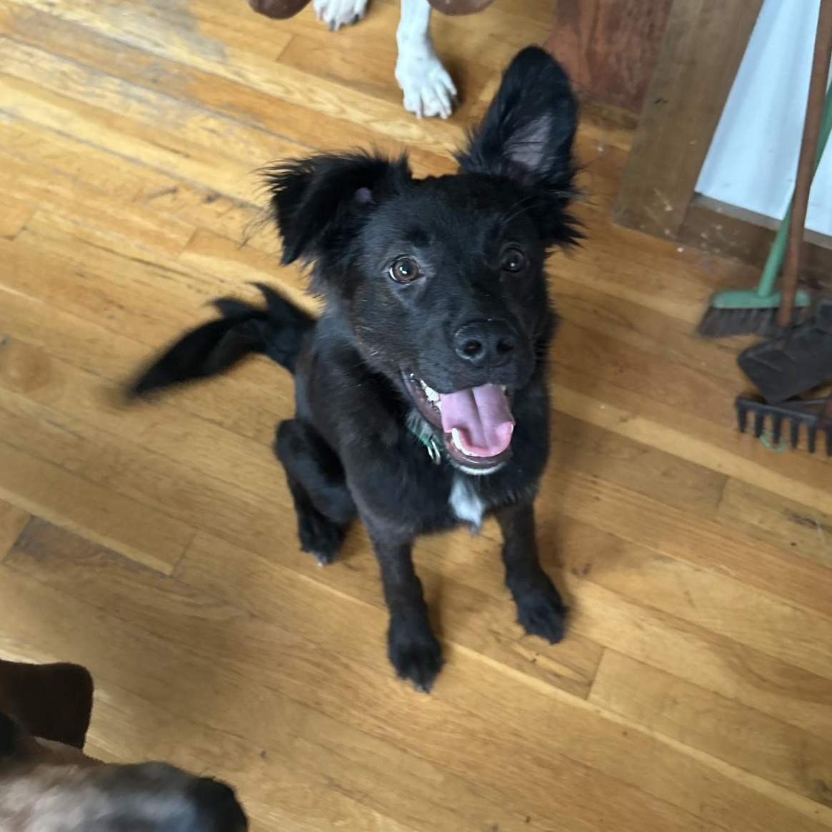 Booster, adopted, Young Male Cocker Spaniel & Shepherd.