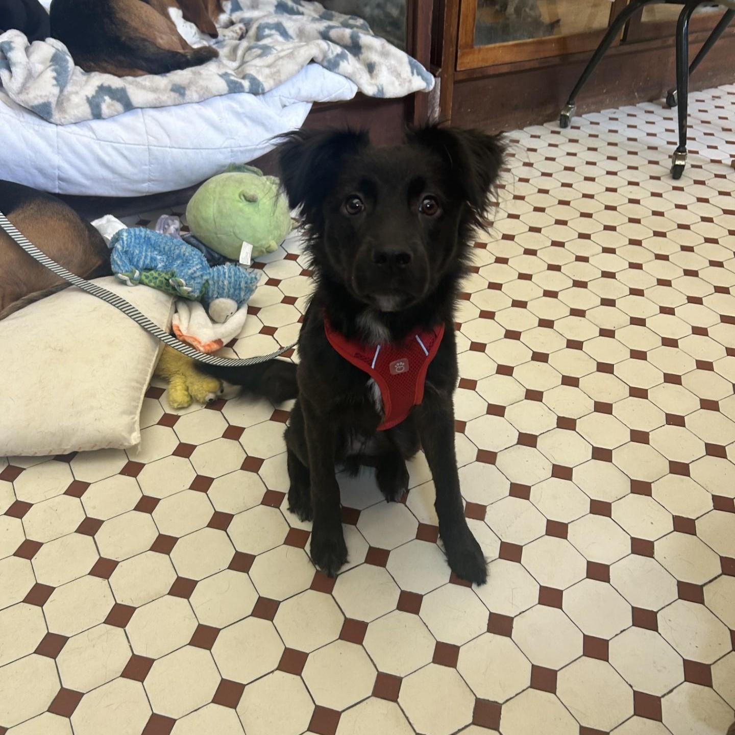 Booster, an adopted mixed breed in Springdale, AR image 2/2