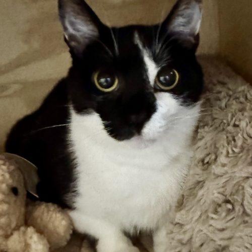 Scar, Adoptable, Young Male Domestic Short Hair.