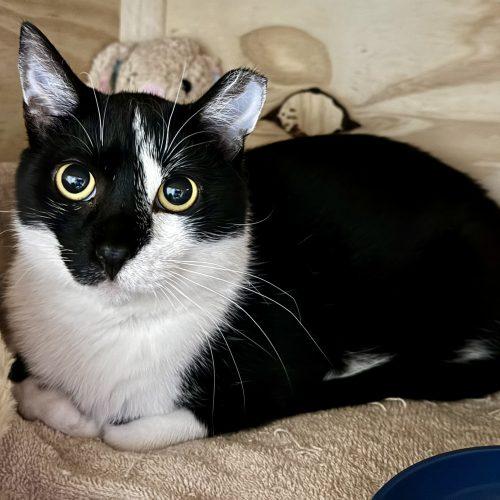 Enlarge Scar, a Adoptable Domestic Short Hair in Seven Valleys, PA image 2/6
