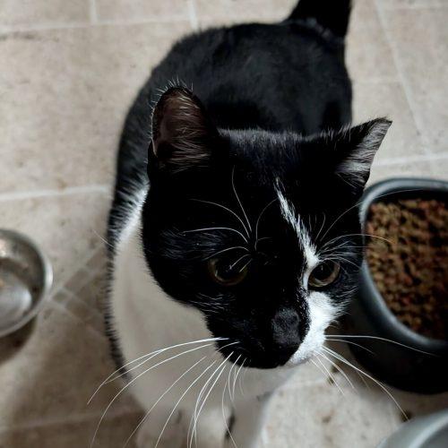 Enlarge Scar, a Adoptable Domestic Short Hair in Seven Valleys, PA image 3/6