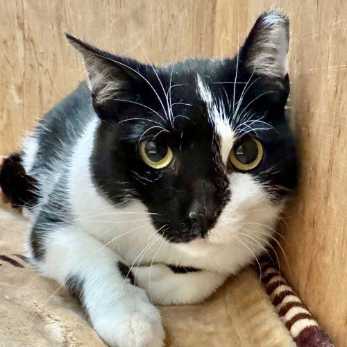 Enlarge Scar, a Adoptable Domestic Short Hair in Seven Valleys, PA image 4/6