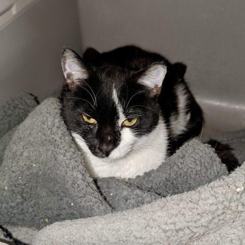 Enlarge Scar, a Adoptable Domestic Short Hair in Seven Valleys, PA image 5/6