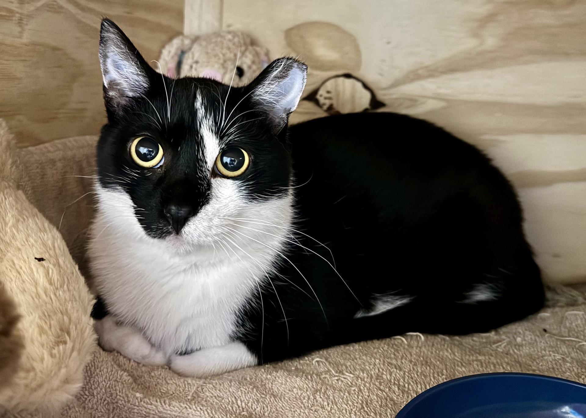 Enlarge Scar, a Adoptable Domestic Short Hair in Seven Valleys, PA image 6/6