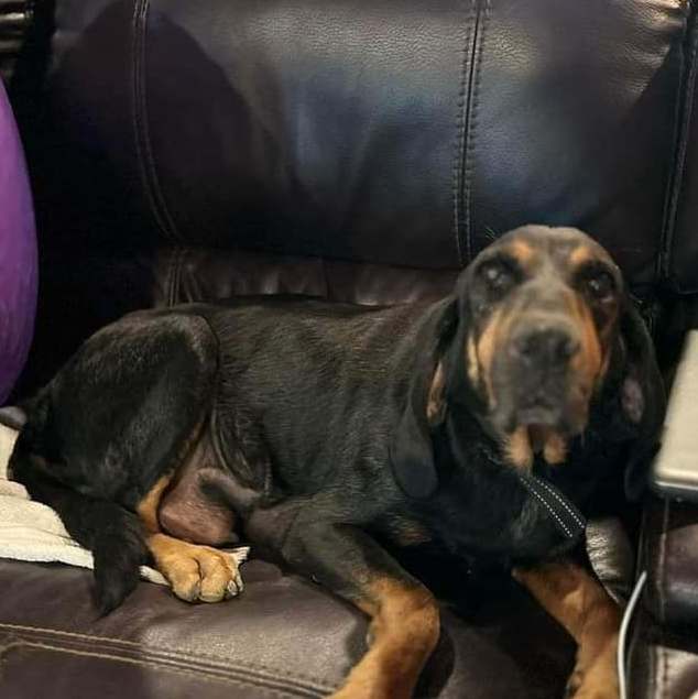 MILLIE , Adopted, Adult Female Black and Tan Coonhound.