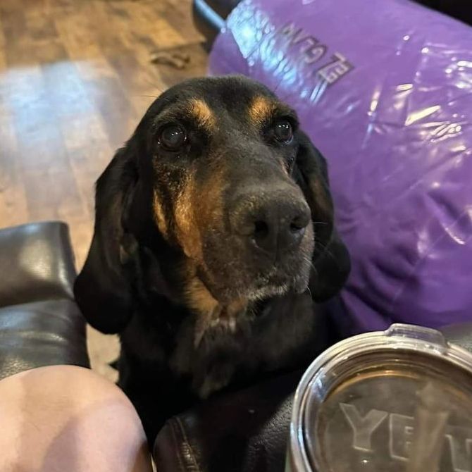 Enlarge MILLIE , a Adopted Black and Tan Coonhound in Waverly, TN image 2/5