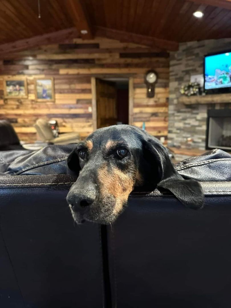 Enlarge MILLIE , a Adopted Black and Tan Coonhound in Waverly, TN image 3/5