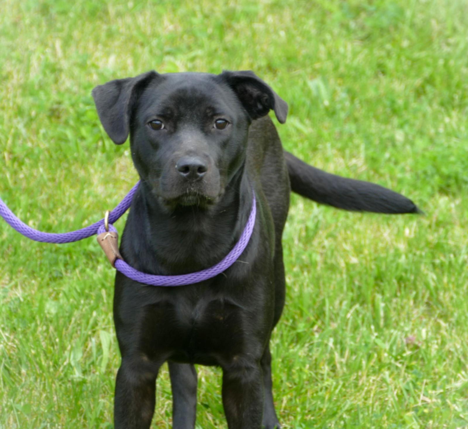 Kahlani (courtesy post), Adopted, Young Female Labrador Retriever.