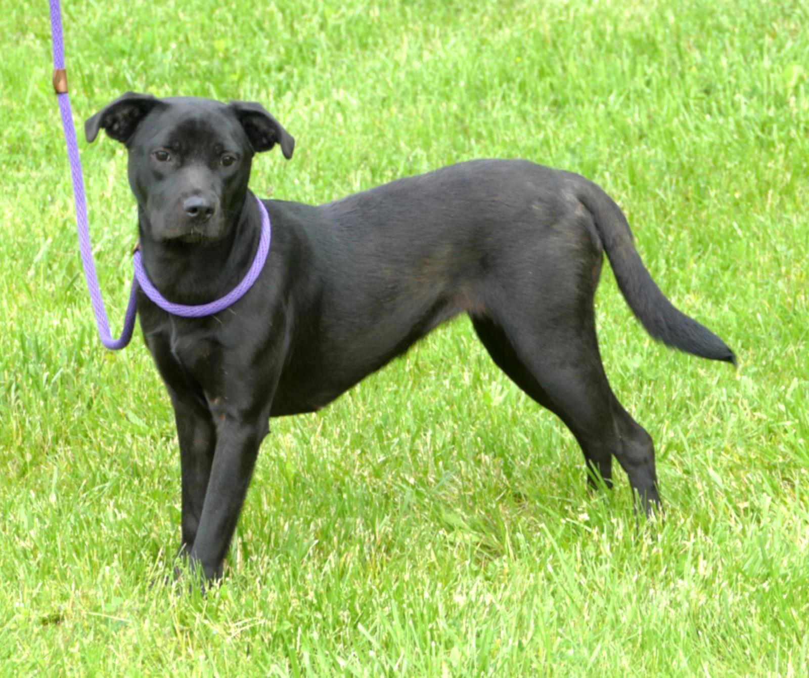 Enlarge Kahlani (courtesy post), a Adopted Labrador Retriever in Pittsburgh, PA image 2/3