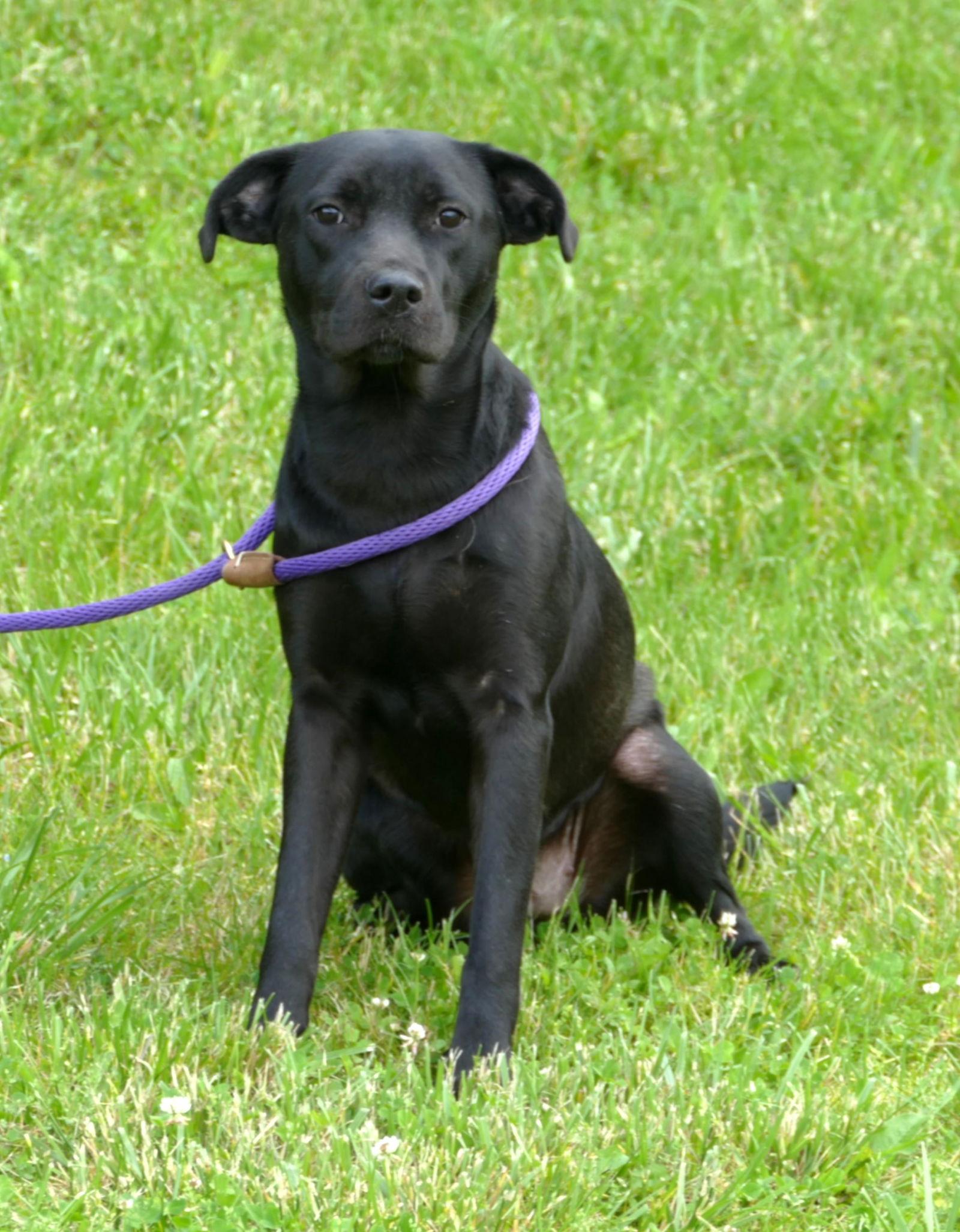 Enlarge Kahlani (courtesy post), a Adopted Labrador Retriever in Pittsburgh, PA image 3/3