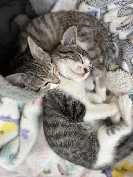 Buzz and Hannah, Adoptable, Kitten Male Domestic Short Hair.