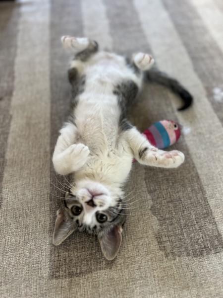 Enlarge Buzz and Hannah, a Adoptable Domestic Short Hair in Alexandria, VA image 4/6