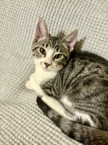 Enlarge Buzz and Hannah, a Adoptable Domestic Short Hair in Alexandria, VA image 2/6