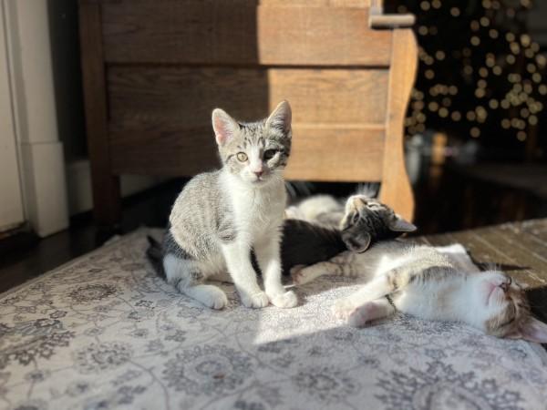 Enlarge Buzz and Hannah, a Adoptable Domestic Short Hair in Alexandria, VA image 5/6