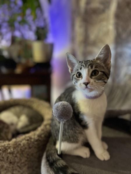 Enlarge Buzz and Hannah, a Adoptable Domestic Short Hair in Alexandria, VA image 6/6