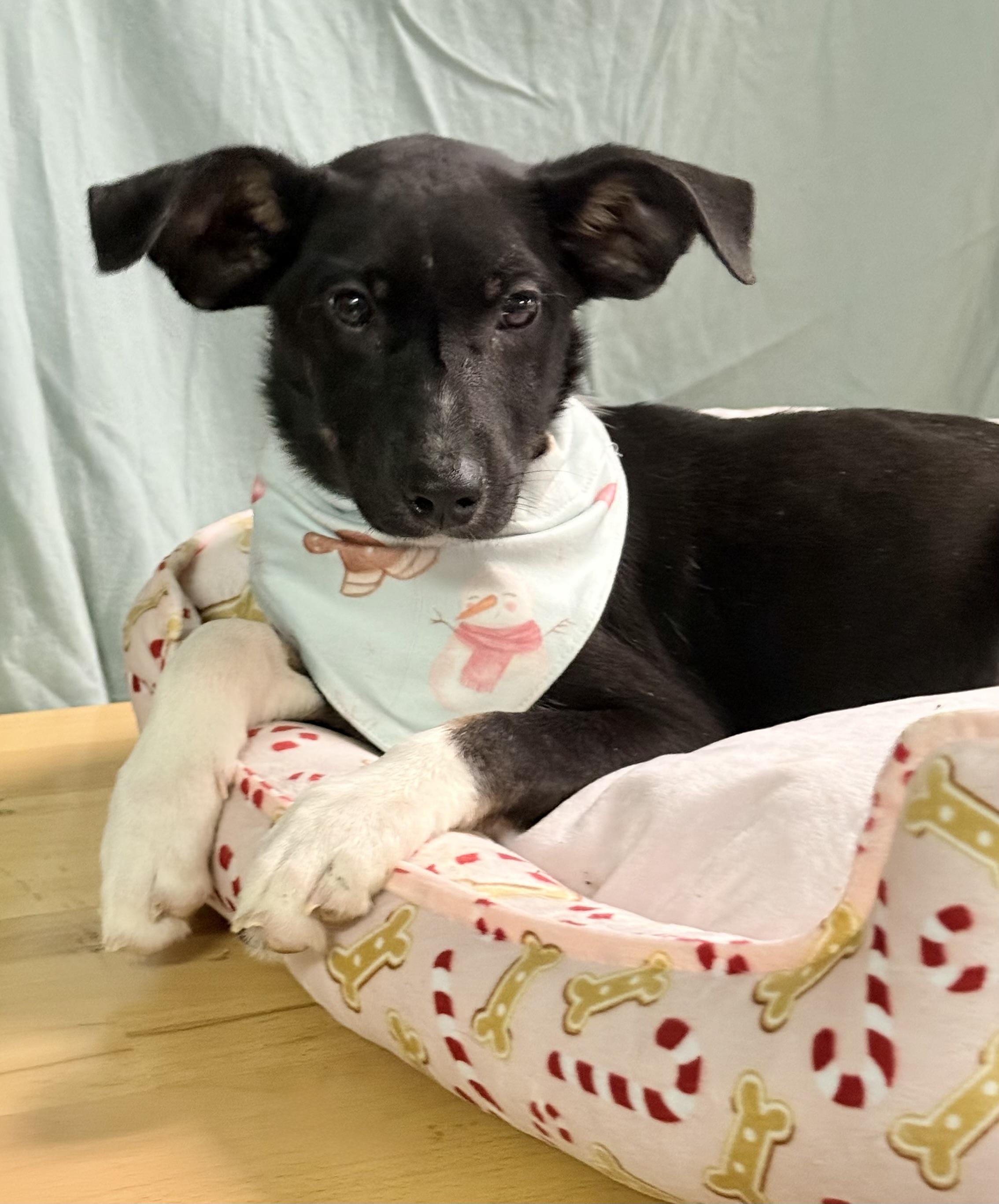 Enlarge Lorelei , a Adoptable mixed breed in Baton Rouge, LA image 3/4