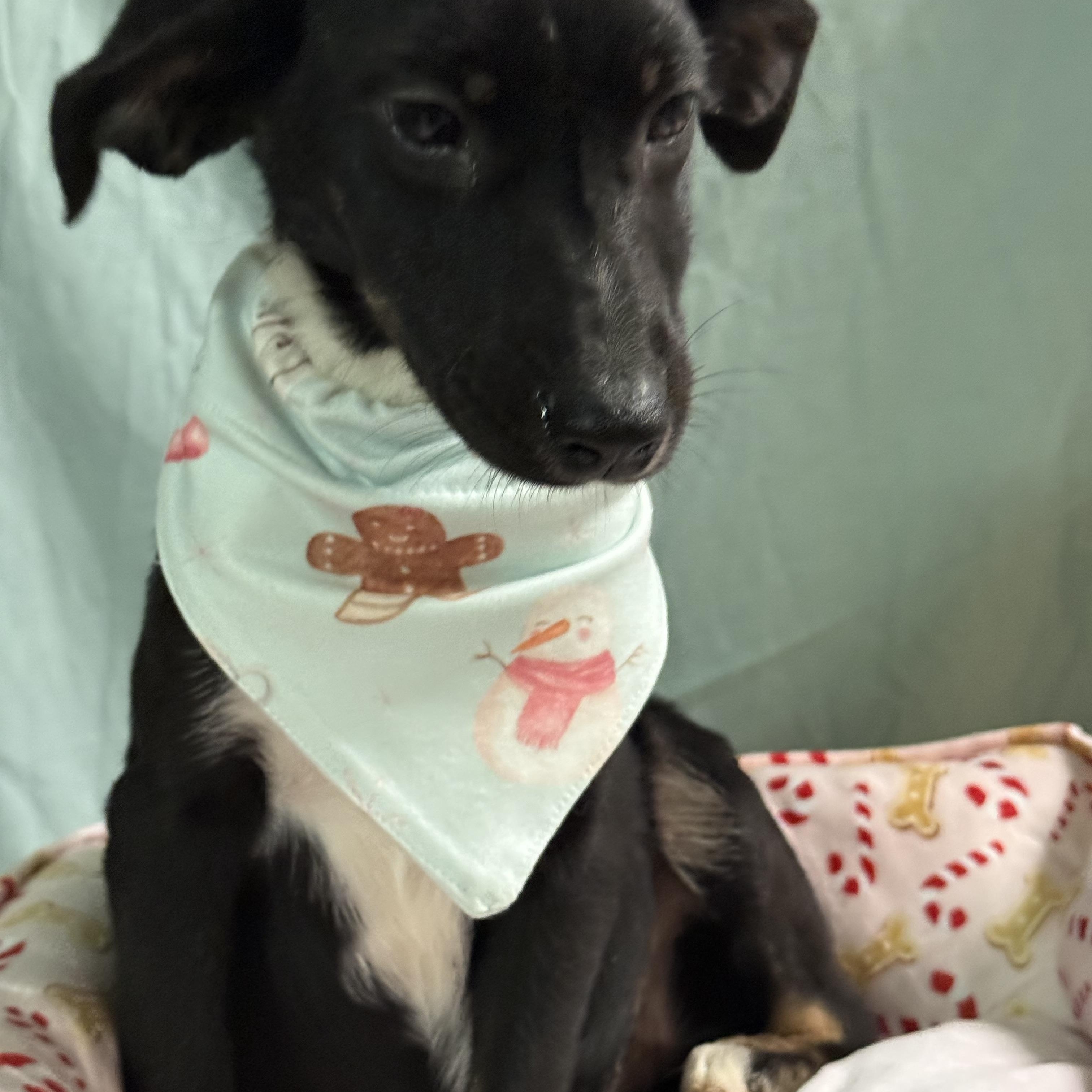 Enlarge Lorelei , a Adoptable mixed breed in Baton Rouge, LA image 2/4