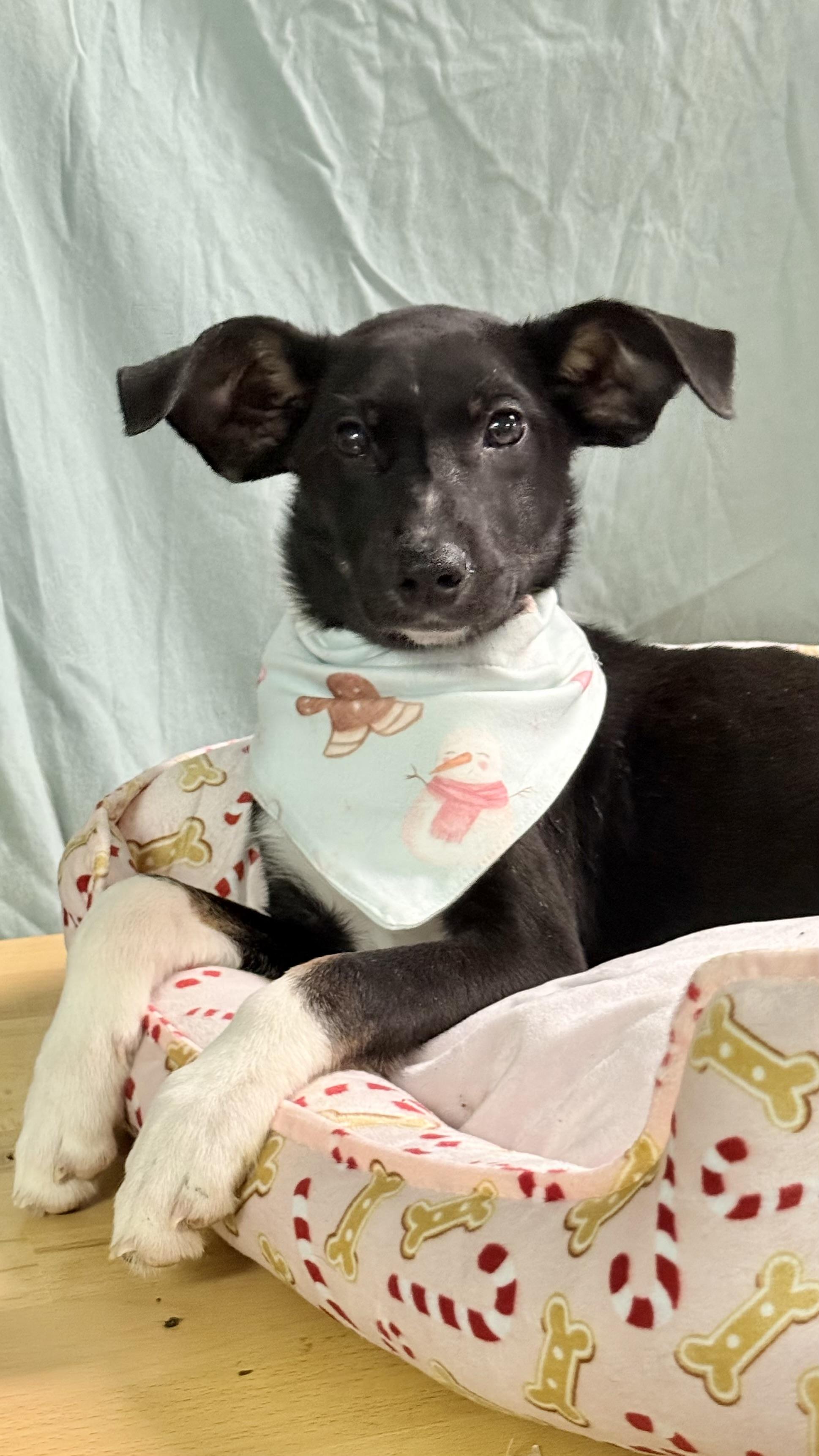 Lorelei , Adoptable, Young Female Rat Terrier & Golden Retriever.