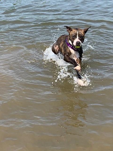 Enlarge Stranger Aka Dart, a Adoptable Pit Bull Terrier in O Fallon, IL image 3/3