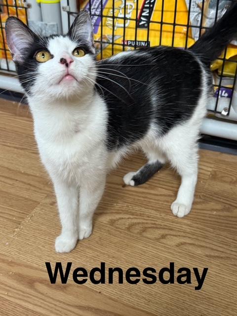 WEDNESDAY