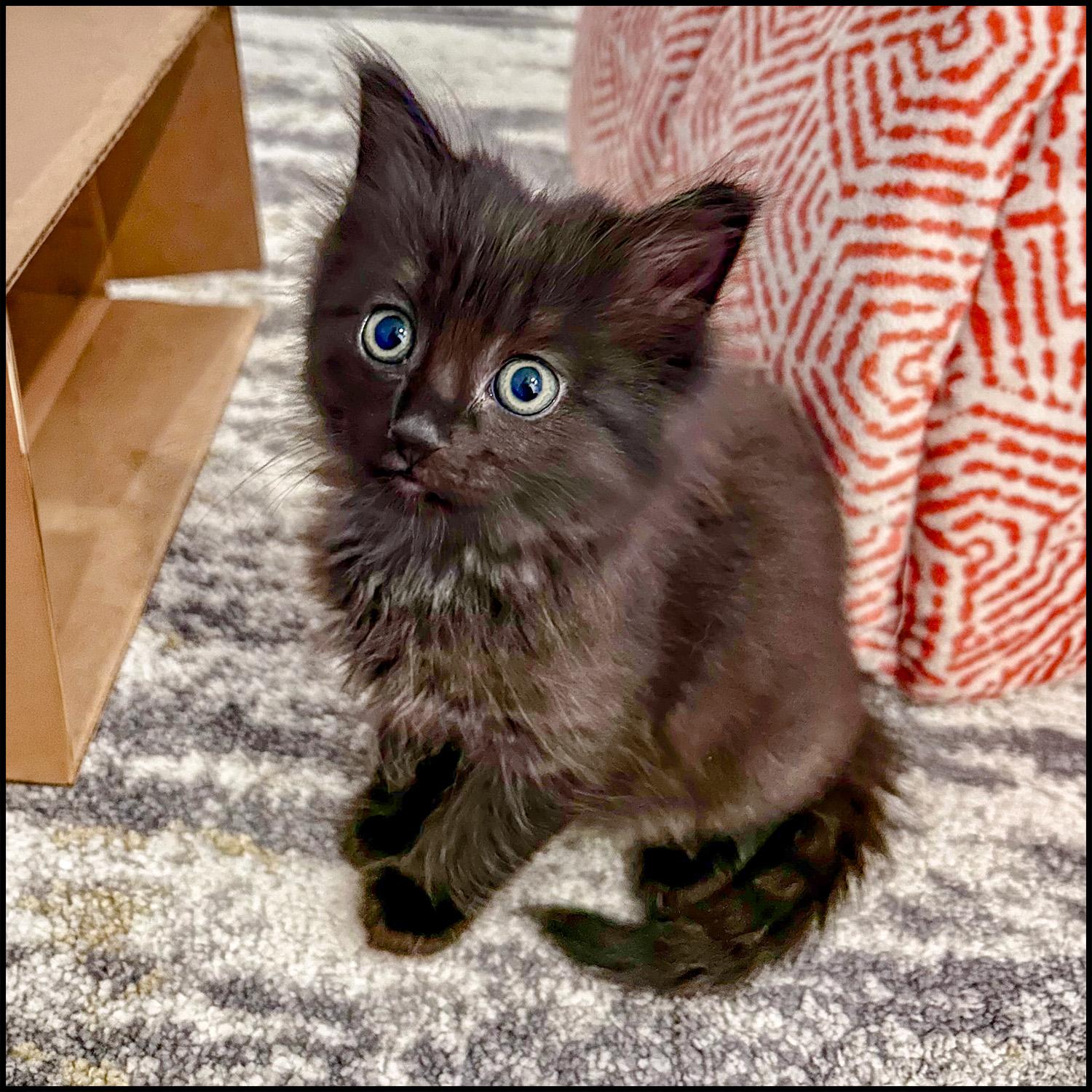 Enlarge Bombay, a ADOPTABLE mixed breed in Roswell, GA image 3/4