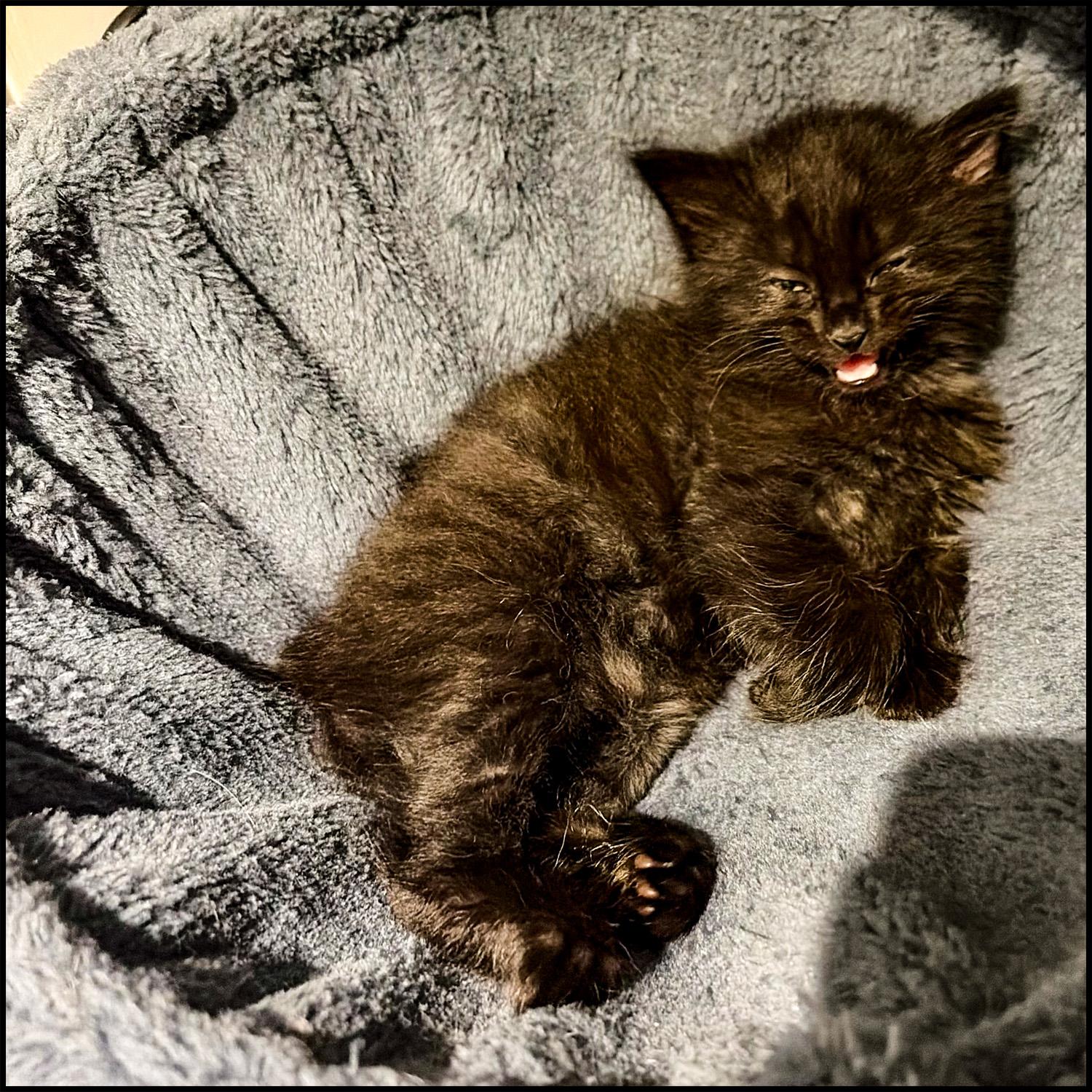 Enlarge Bombay, a ADOPTABLE mixed breed in Roswell, GA image 4/4