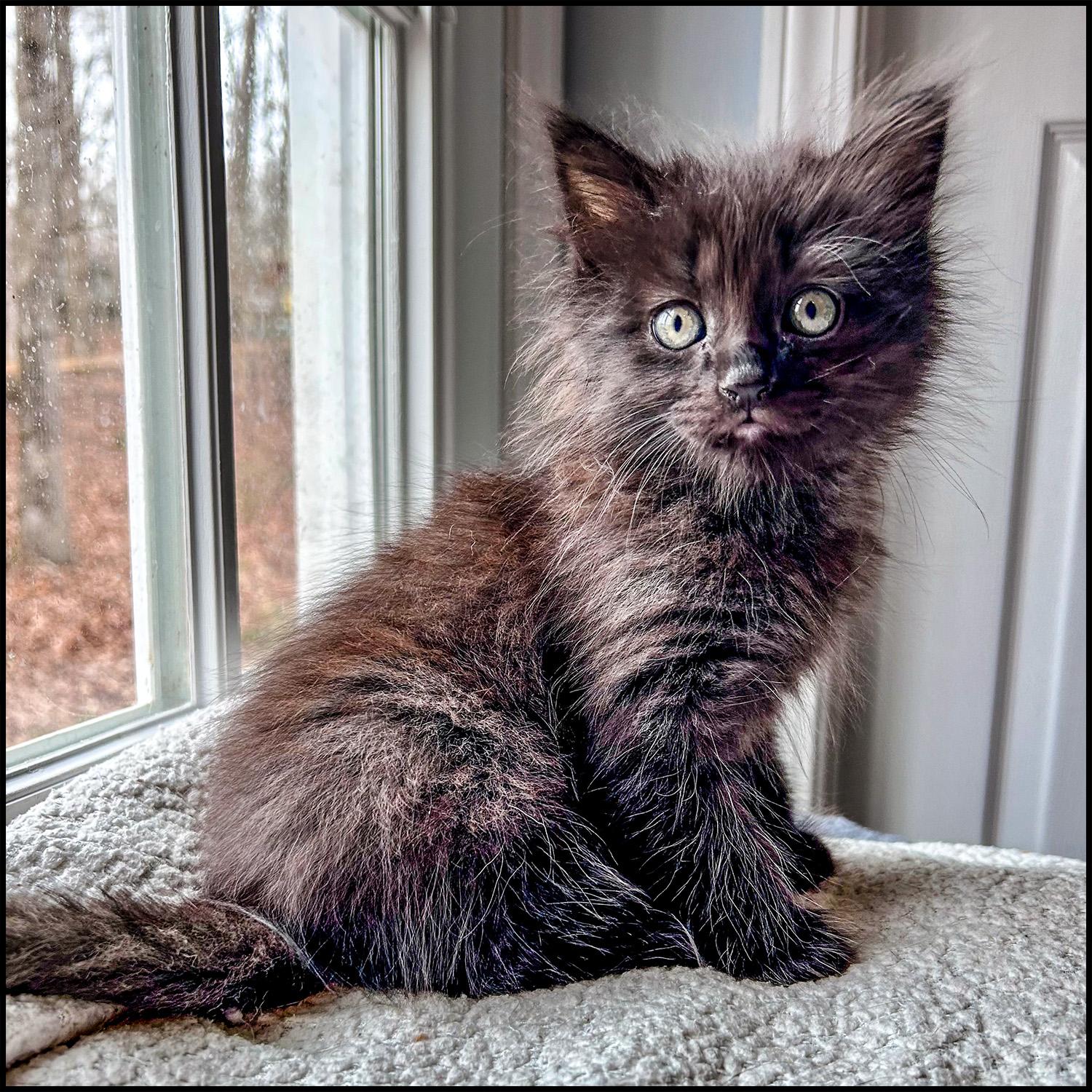 Bombay, ADOPTABLE, Young Male Domestic Long Hair.
