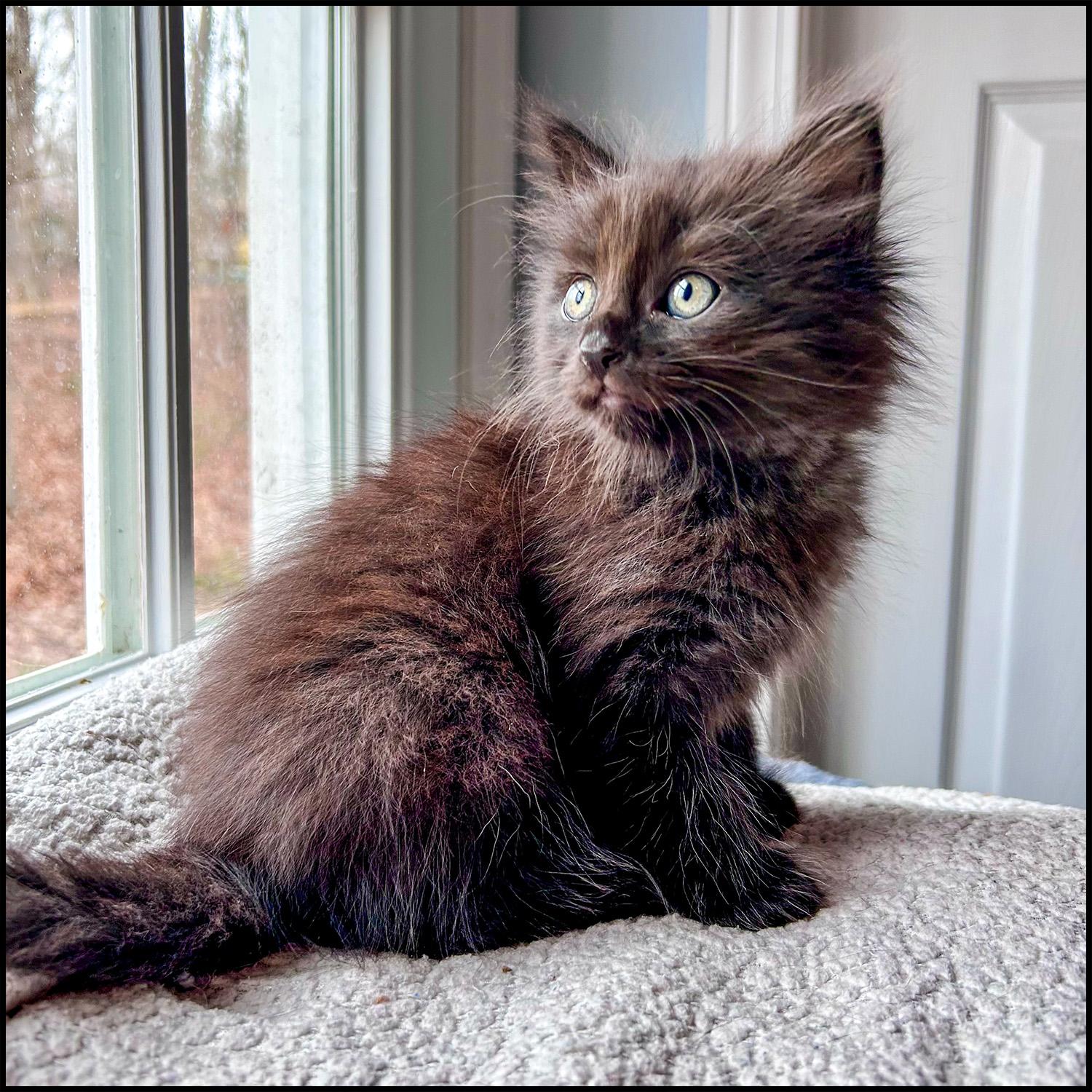 Enlarge Bombay, a ADOPTABLE mixed breed in Roswell, GA image 2/4