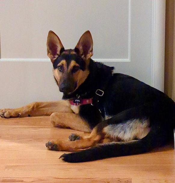 Enlarge NINA, a Adoptable German Shepherd Dog in Sacramento, CA image 1/1