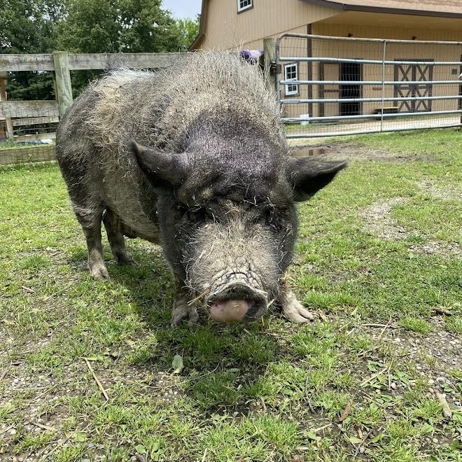 Lucy, adopted, Senior Female Pot Bellied & Vietnamese Pot Bellied.