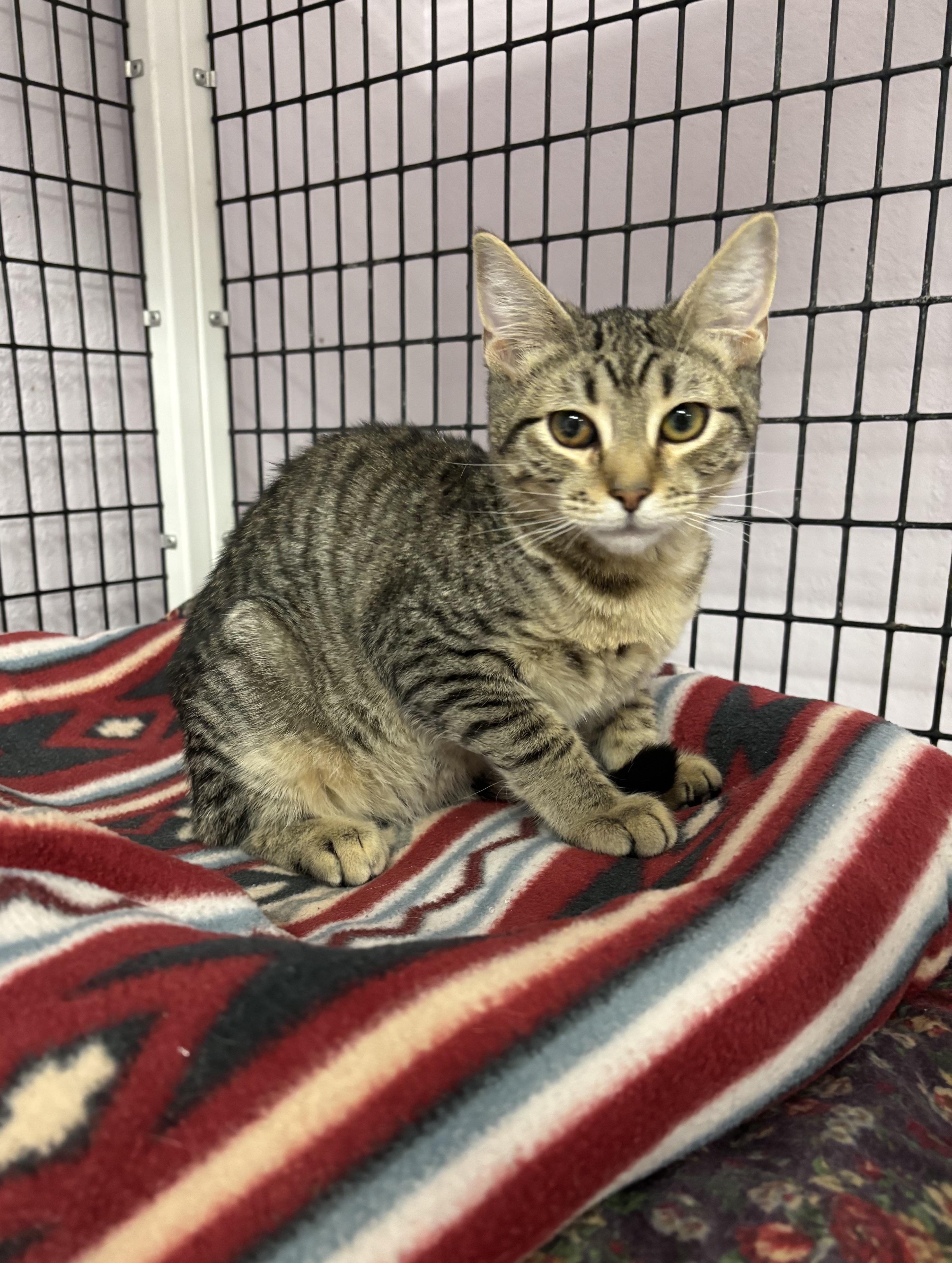 Jitters, Adoptable, Young Male Domestic Short Hair.
