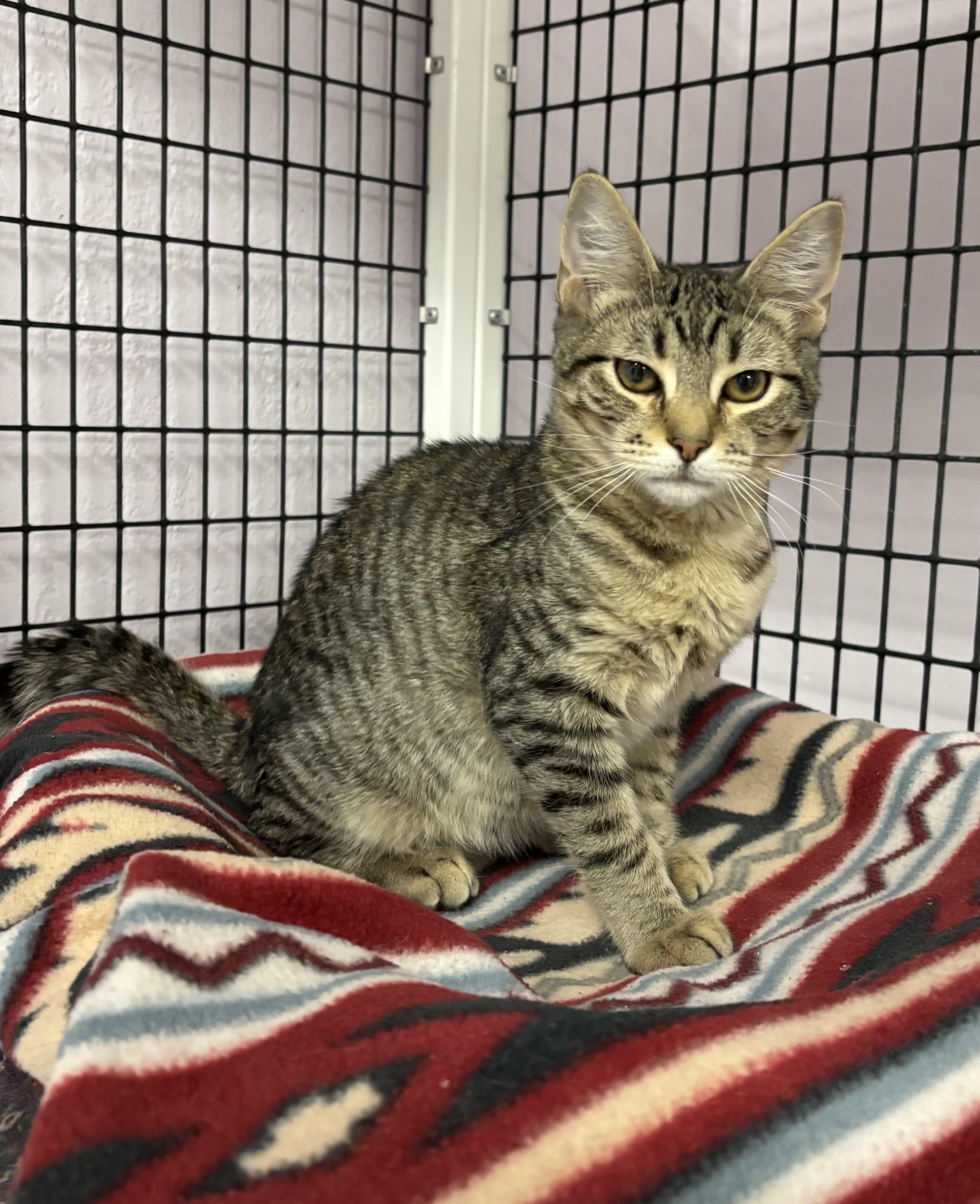 Enlarge Jitters, a Adoptable Domestic Short Hair in Torrington, WY image 3/3