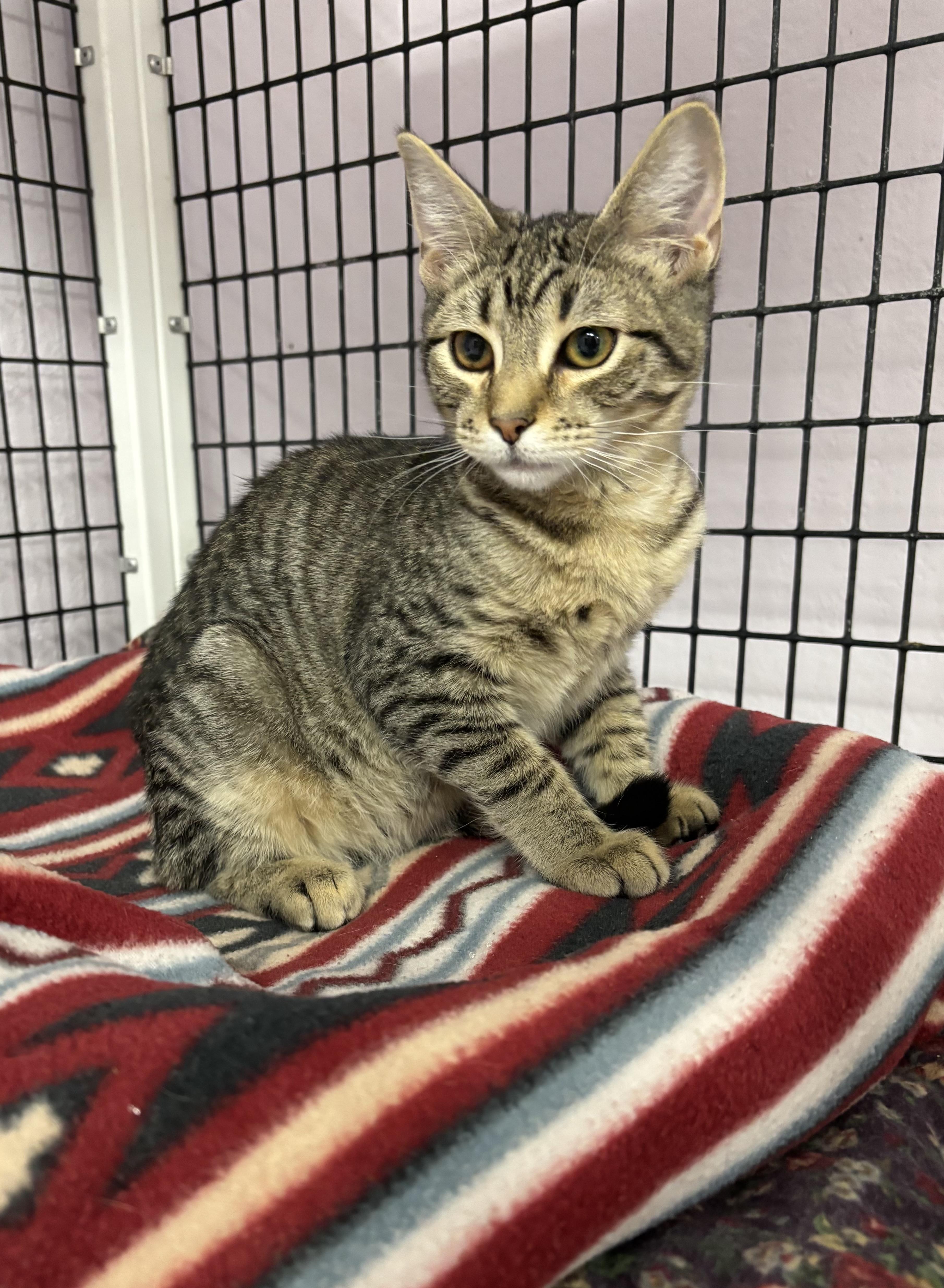 Enlarge Jitters, a Adoptable Domestic Short Hair in Torrington, WY image 2/3