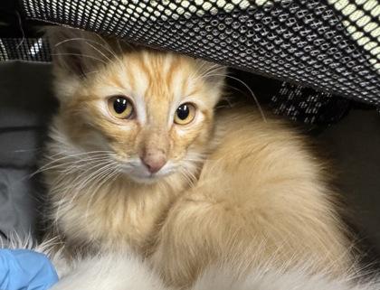 Enlarge Molasses, a Adoptable mixed breed in Missoula, MT image 2/2