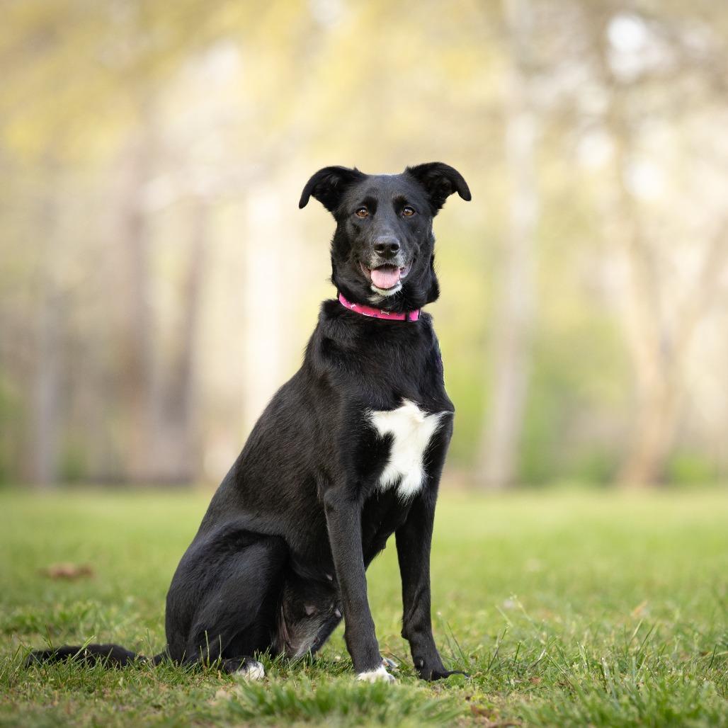 Lori, Adoptable, Adult Female Belgian Shepherd / Malinois & Mixed Breed.
