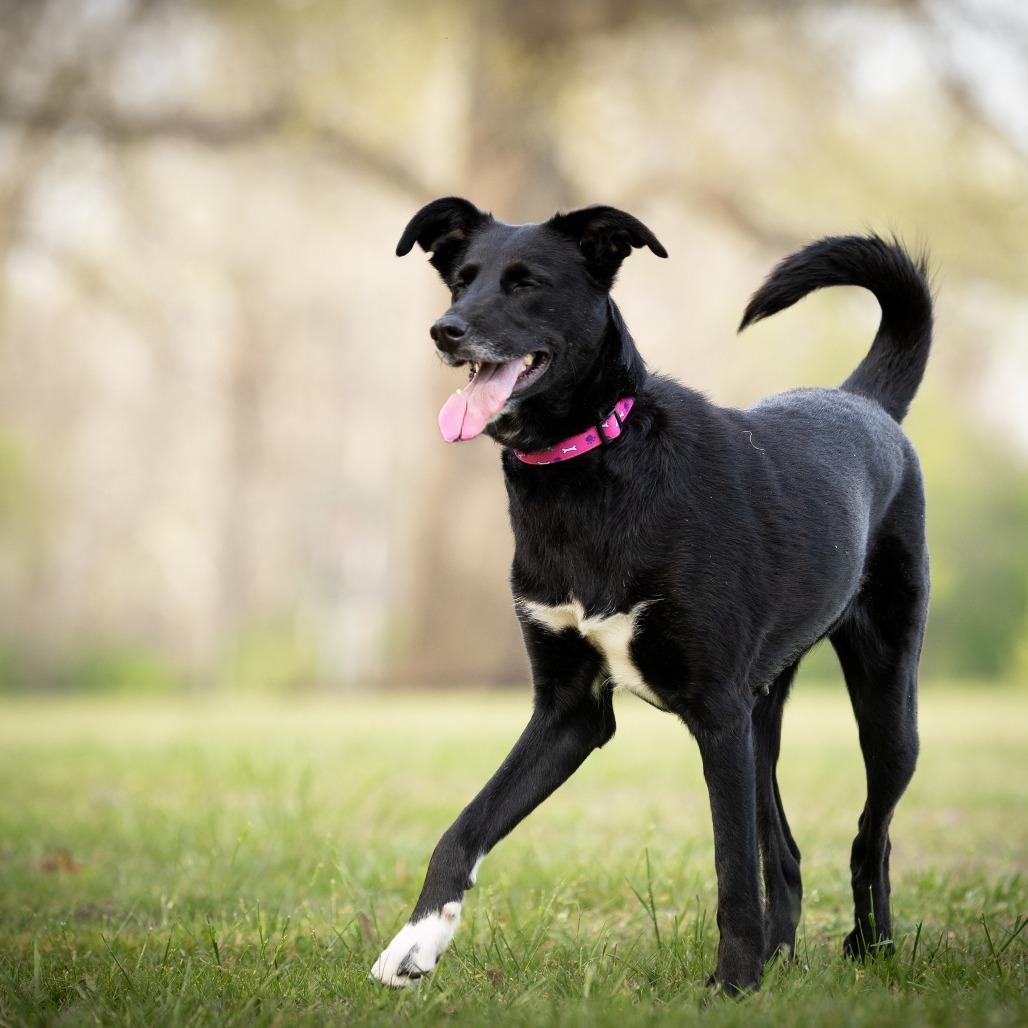 Enlarge Lori, a Adoptable mixed breed in Rossville, GA image 2/6