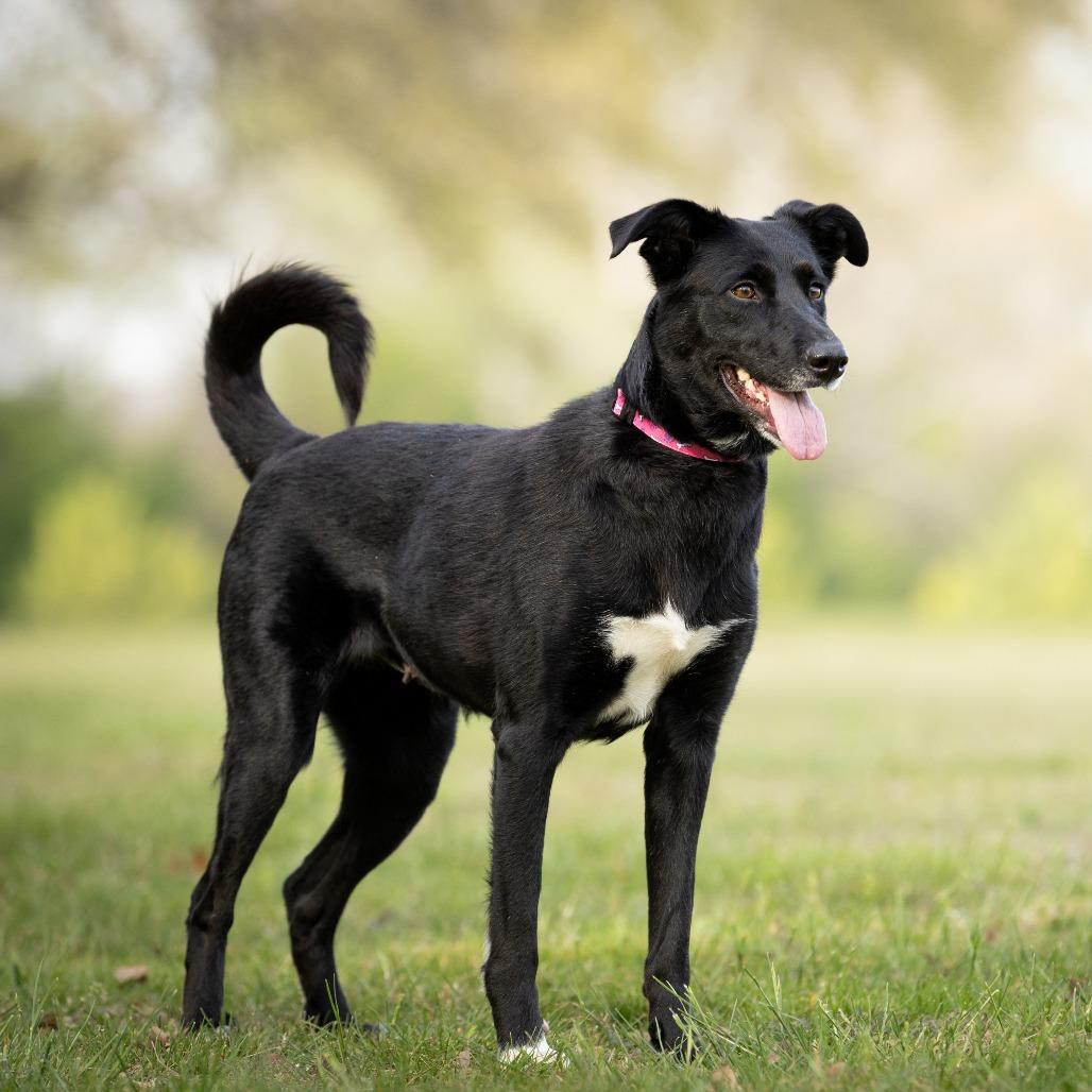 Enlarge Lori, a Adoptable mixed breed in Rossville, GA image 3/6