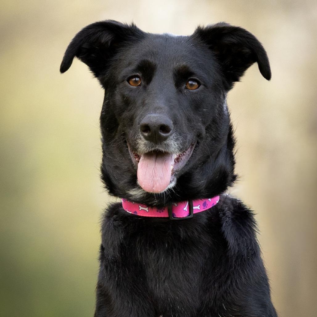 Enlarge Lori, a Adoptable mixed breed in Rossville, GA image 4/6