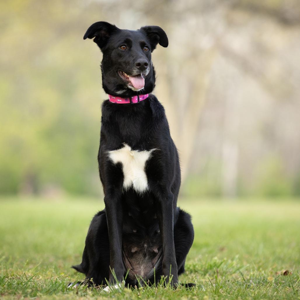 Enlarge Lori, a Adoptable mixed breed in Rossville, GA image 5/6