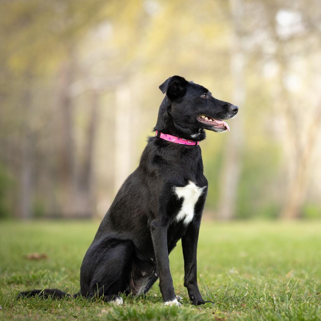 Enlarge Lori, a Adoptable mixed breed in Rossville, GA image 6/6