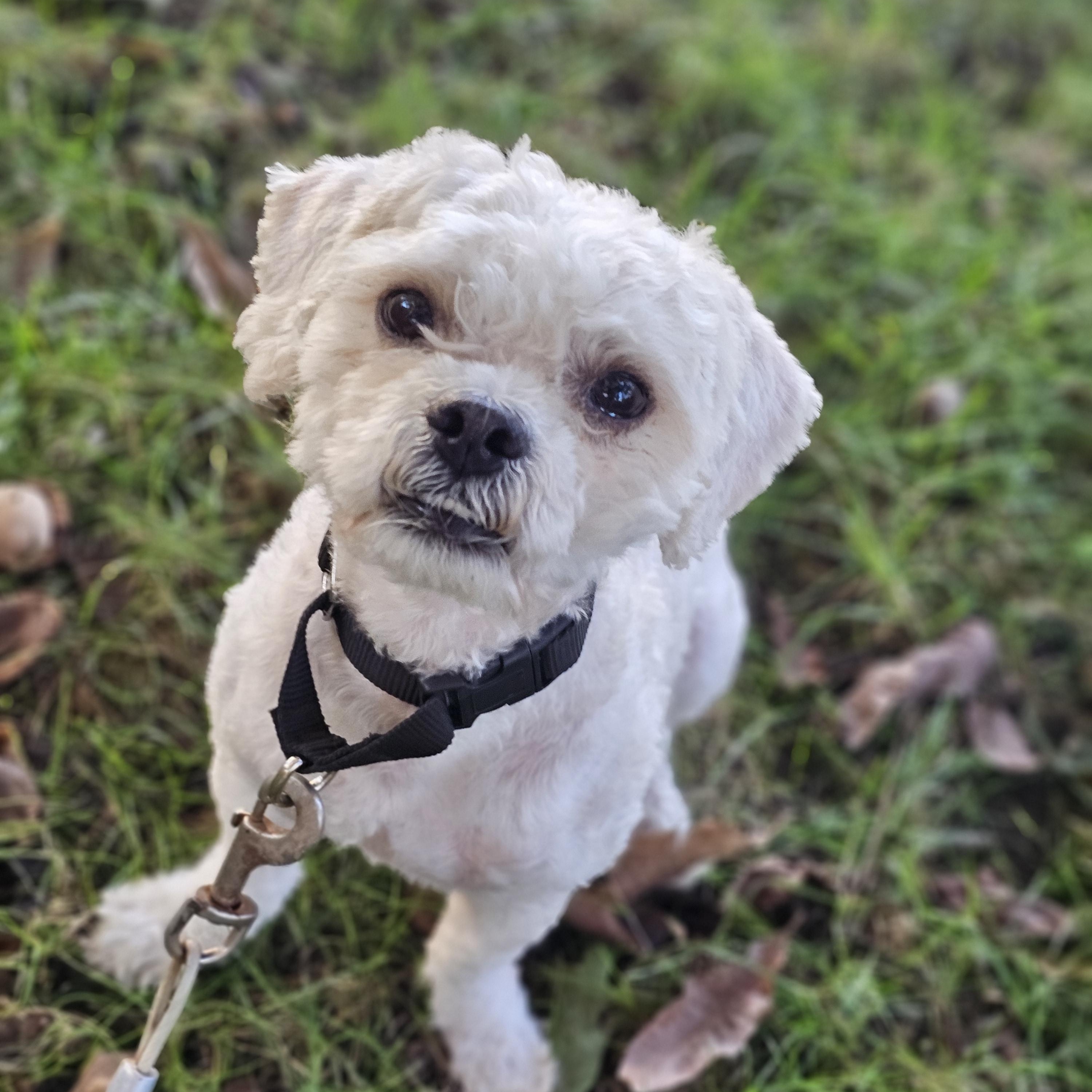 Enlarge Toby, a Adoptable Shih poo in O Fallon, IL image 1/6