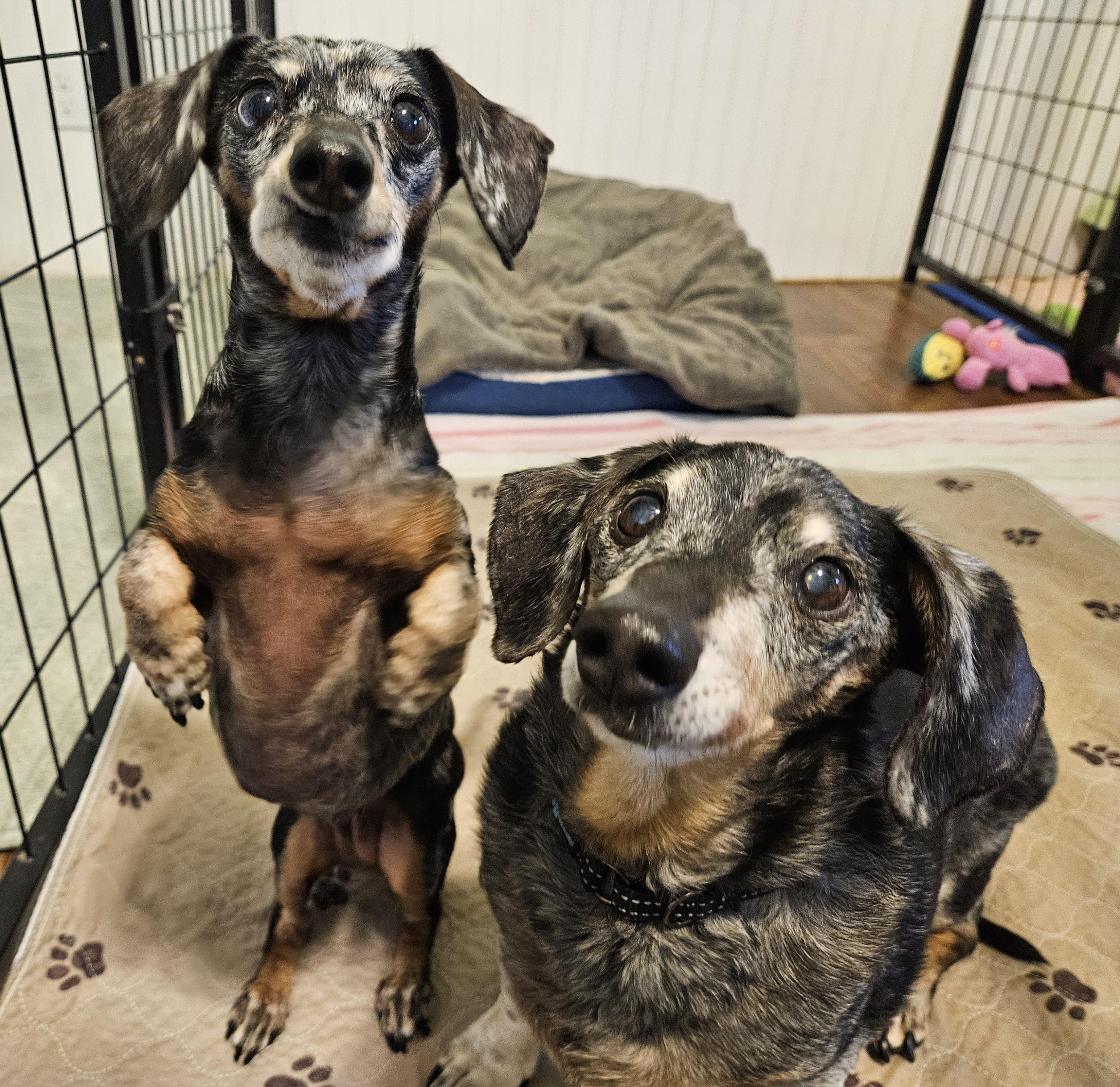 Enlarge Keanu and Leilah, a ADOPTABLE Dachshund in New River, AZ image 4/4
